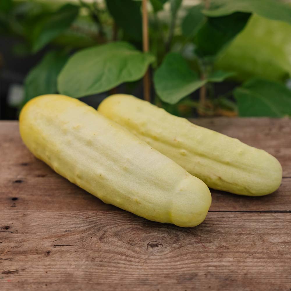 Gurkfrön 'Gele Tros' - 10 Ekologiska Frö