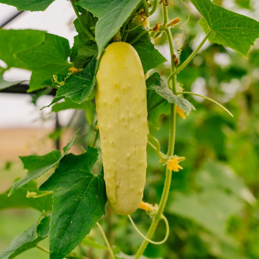 Gurkfrön 'Gele Tros' - 10 Ekologiska Frö