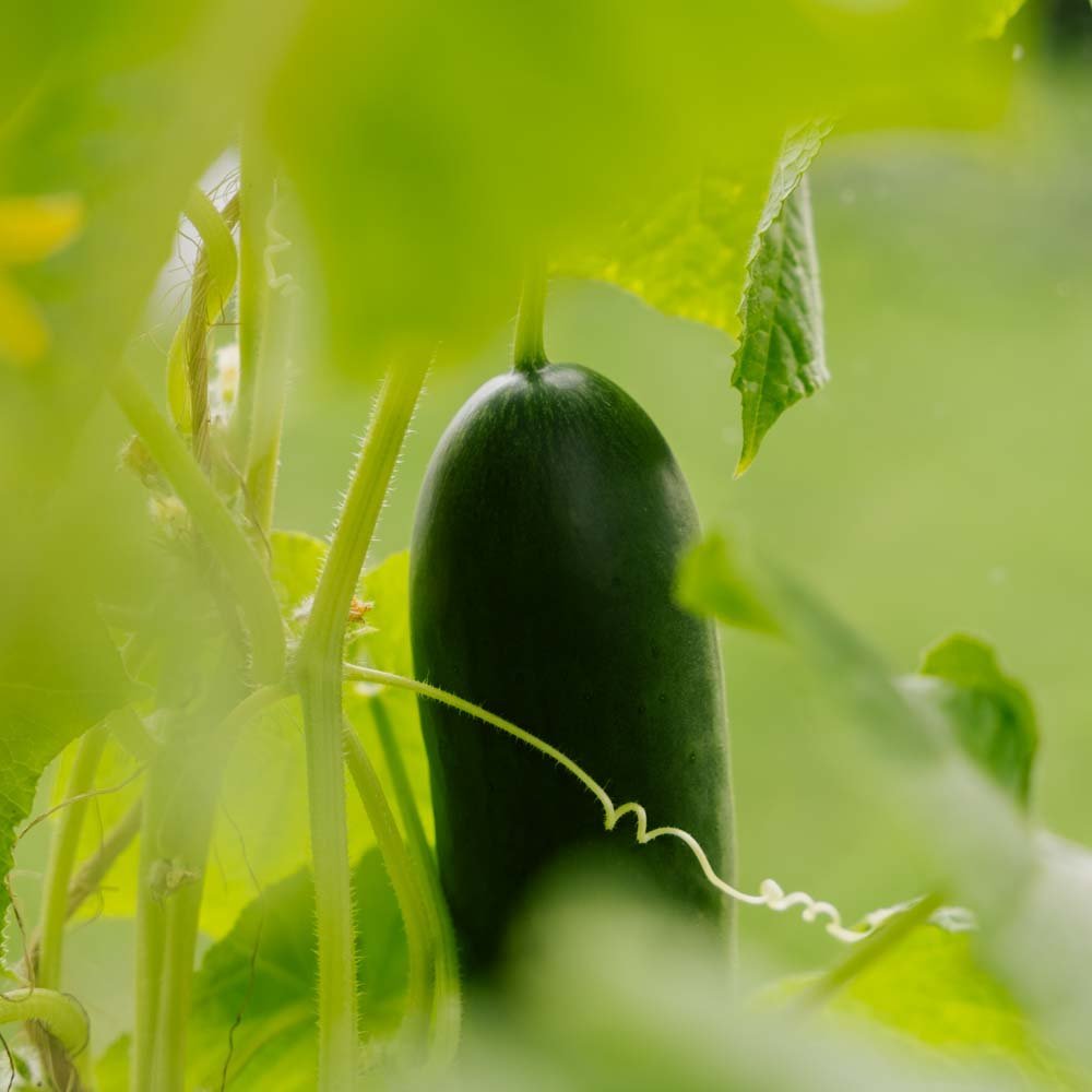 Gurkfrön 'La Diva' - 5 Ekologiska Frön