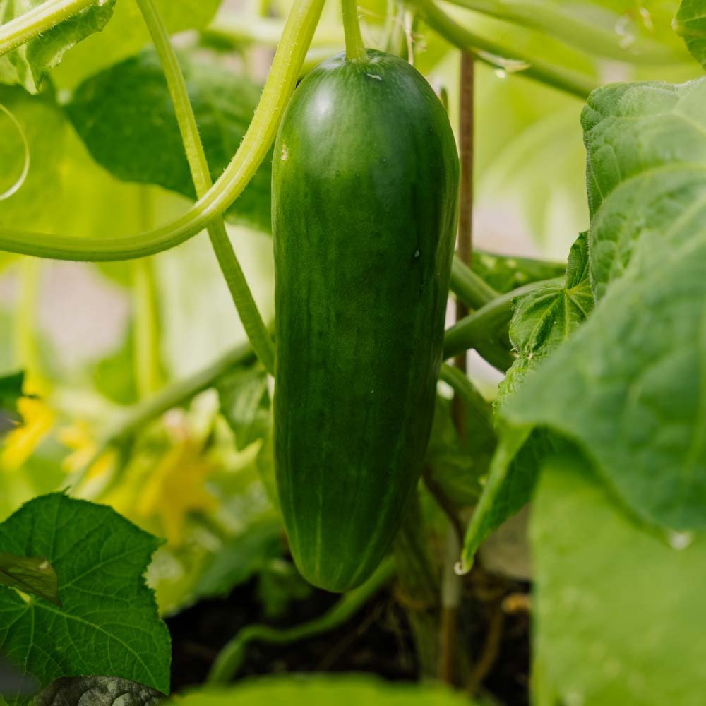 Gurkfrön 'La Diva' - 5 Ekologiska Frön