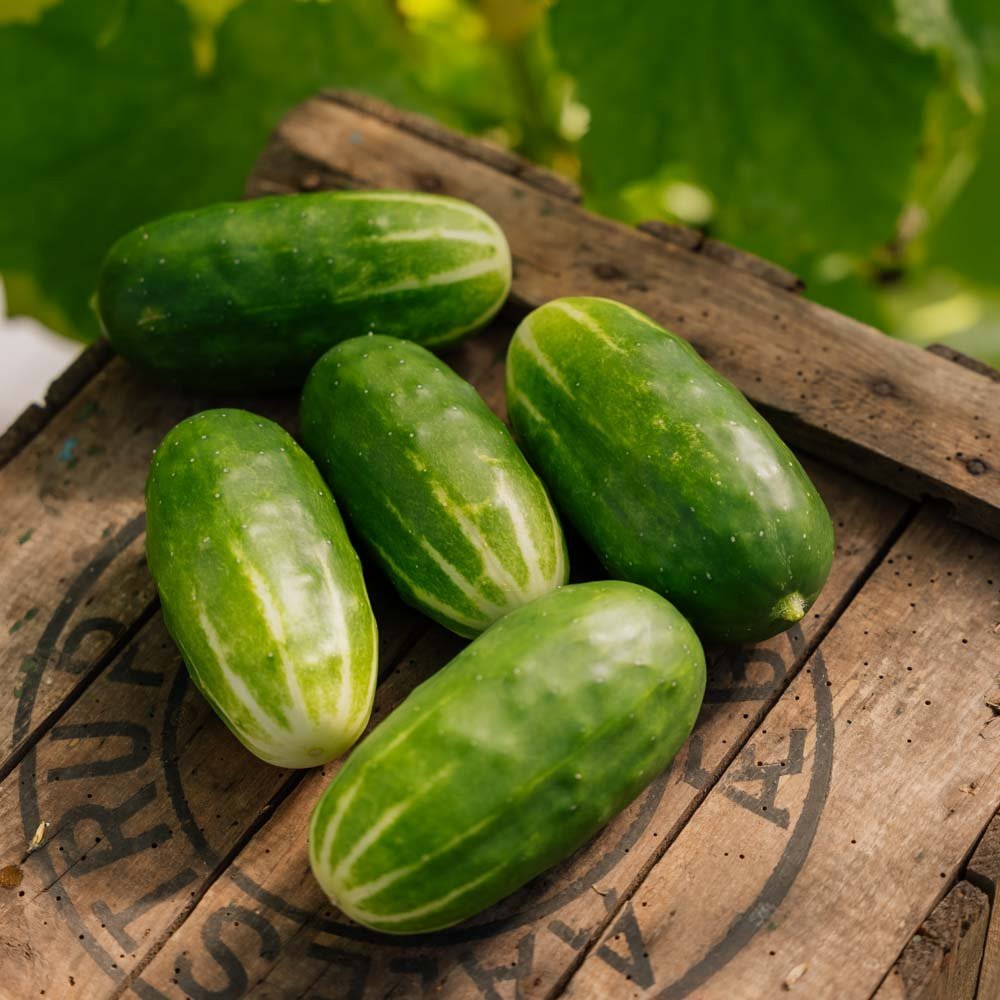 Gurkfrön 'Liefje' - 10 Ekologiska Frö