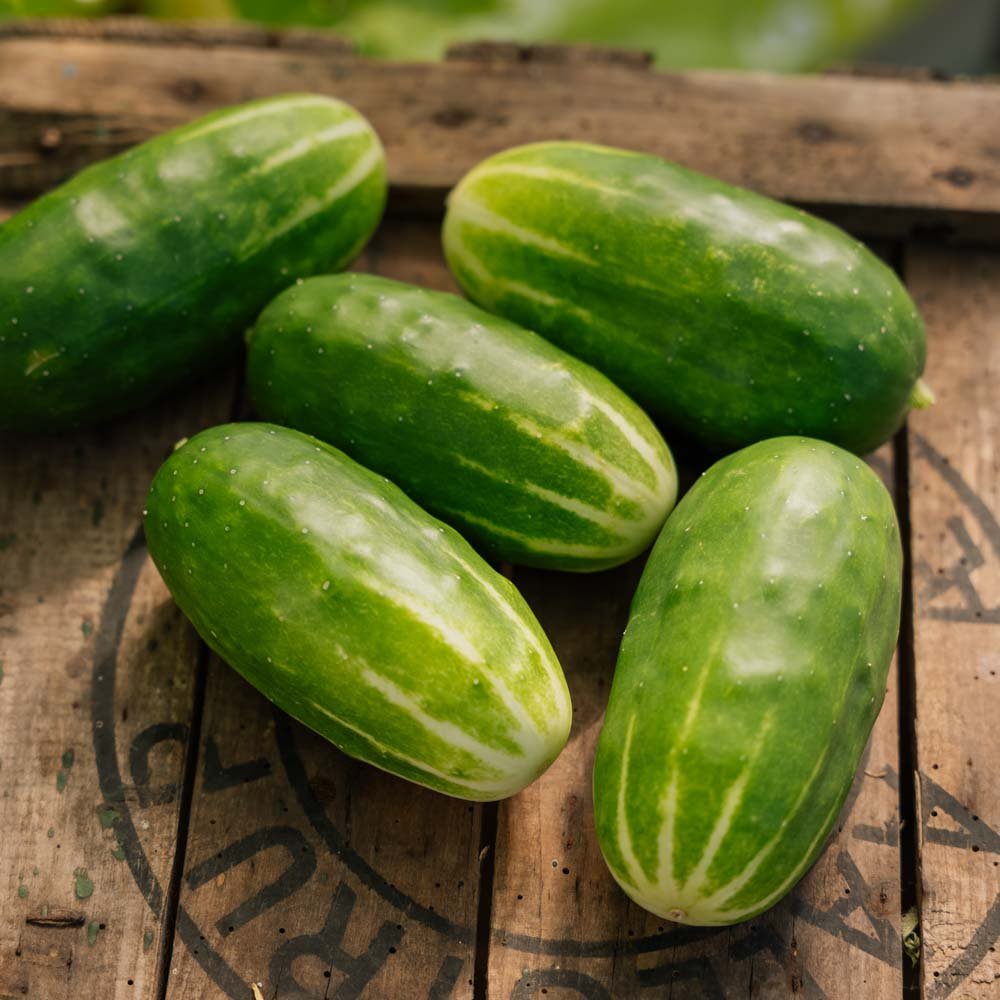 Gurkfrön 'Liefje' - 10 Ekologiska Frö