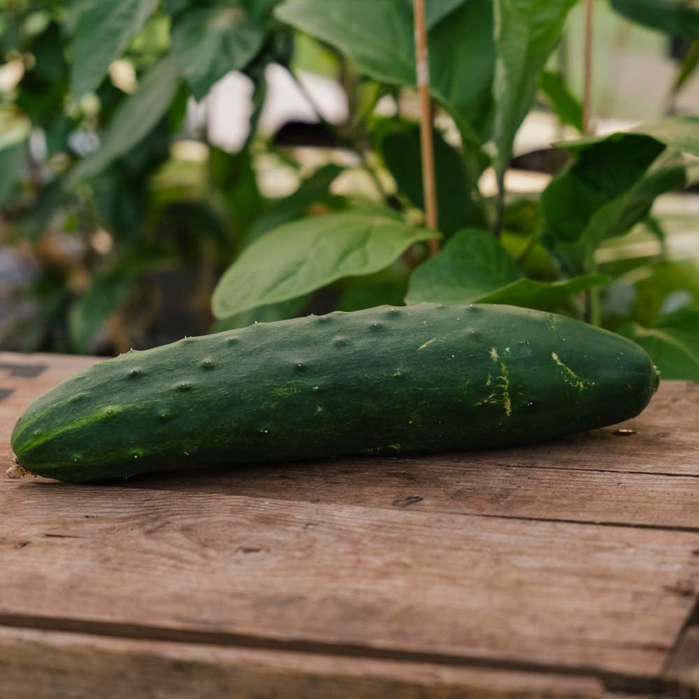 Gurkfrön 'Marketmore' - 10 Ekologiska Frön