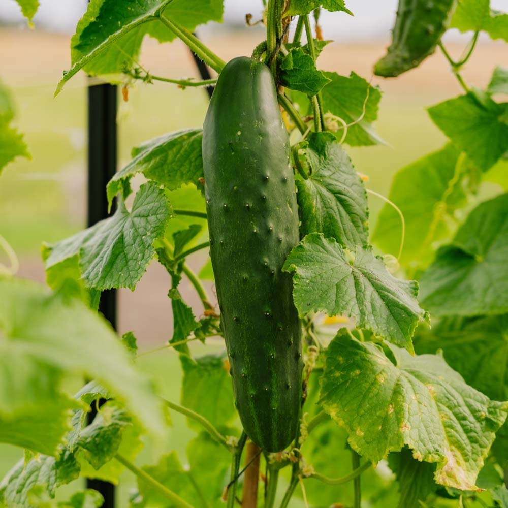 Gurkfrön 'Marketmore' - 10 Ekologiska Frön