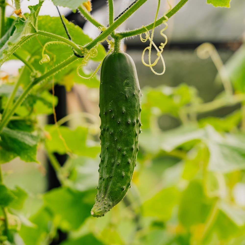 Gurkfrön 'Marketmore' - 10 Ekologiska Frön