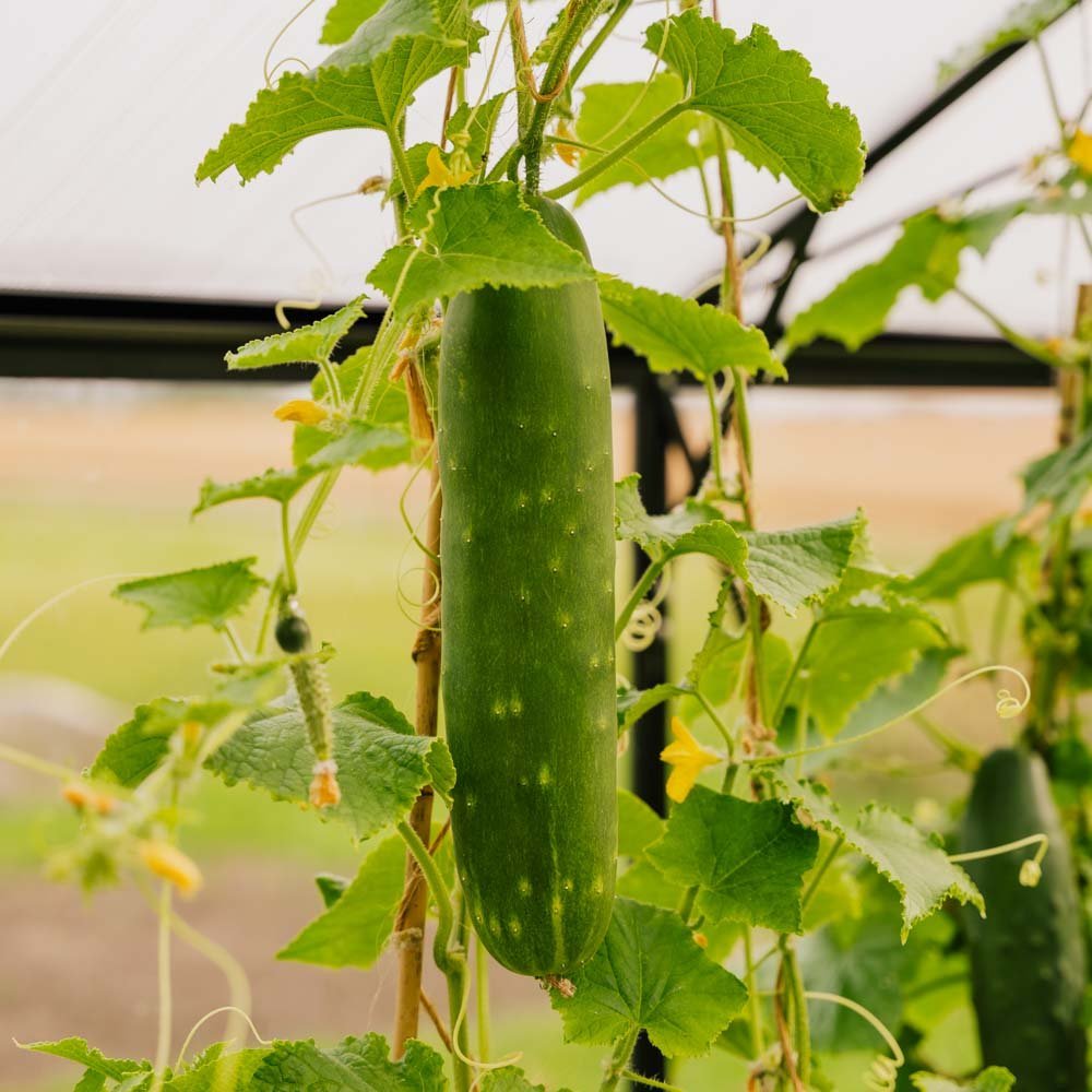 Gurkfrön 'Tanja' - 10 Ekologiska Frö