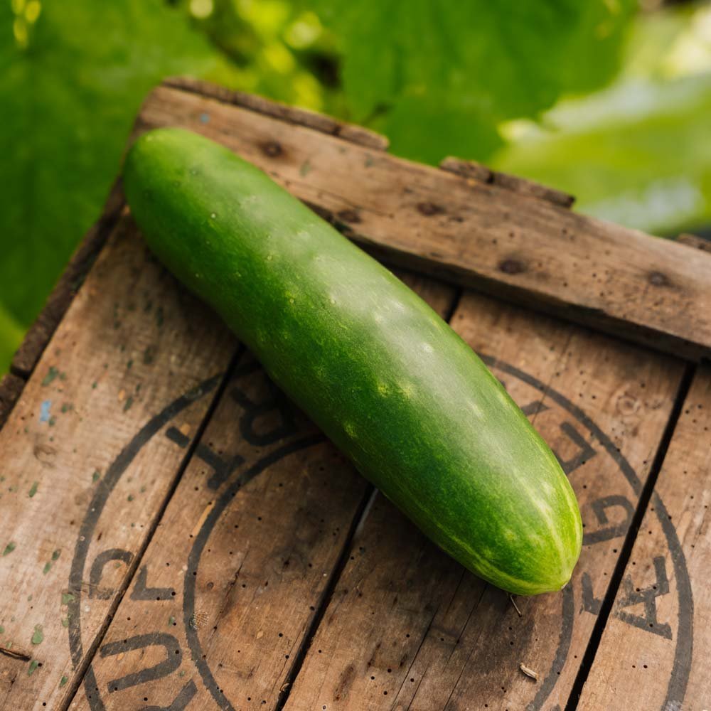 Gurkfrön 'Tanja' - 10 Ekologiska Frö