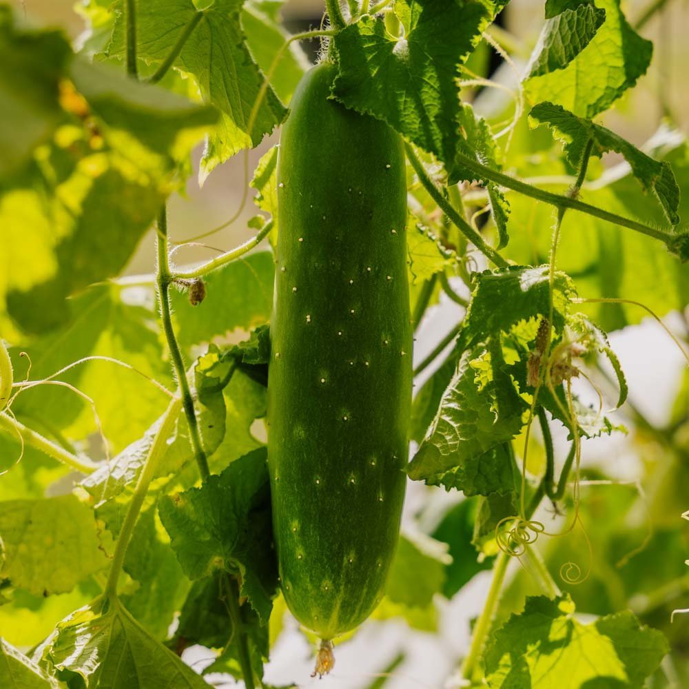 Gurkfrön 'Tanja' - 10 Ekologiska Frö