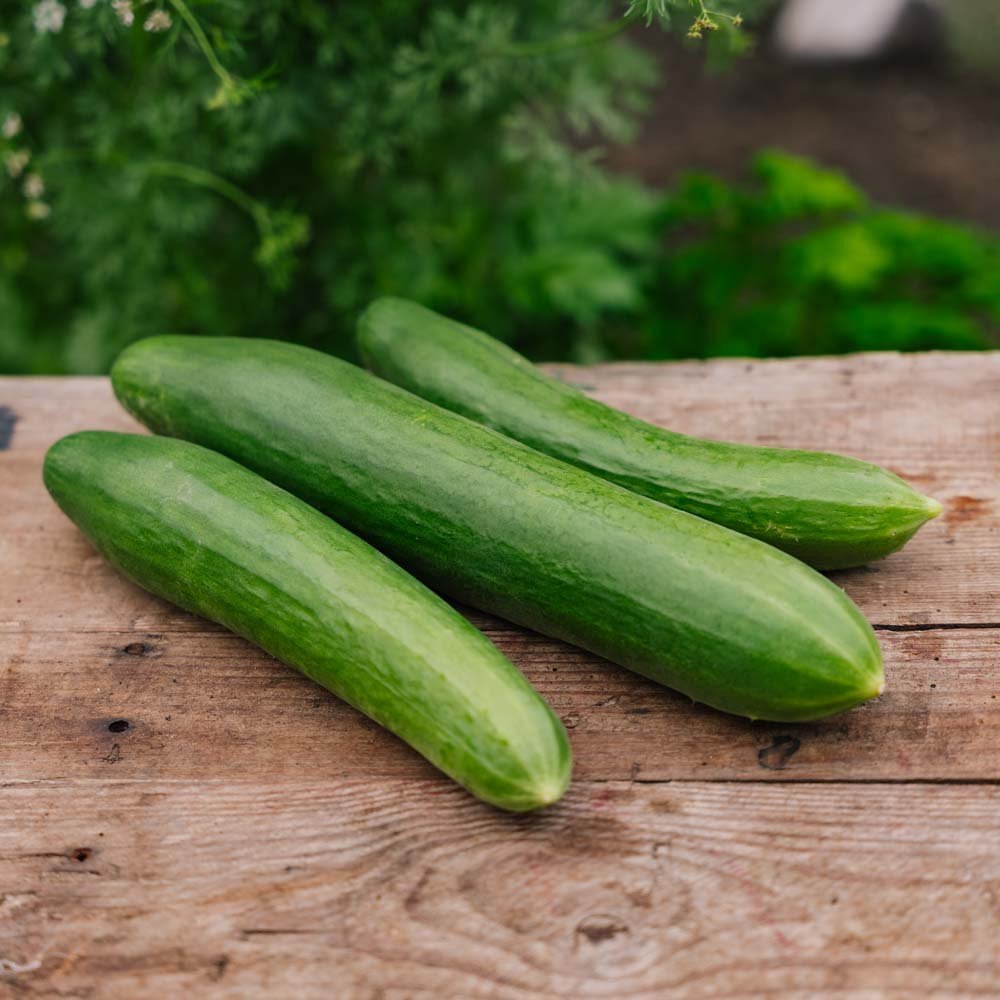 Gurkfrön 'Telegraph Improved' - 10 Ekologiska Frön