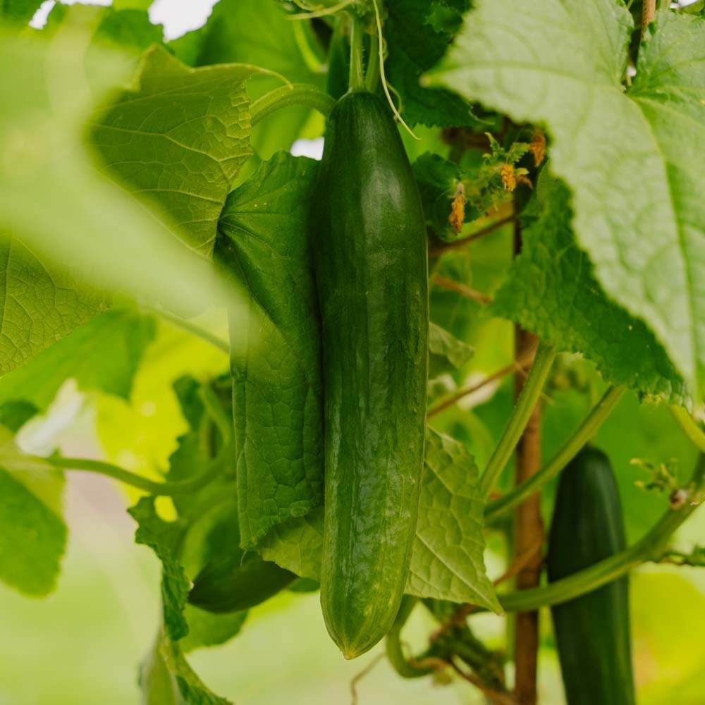 Gurkfrön 'Telegraph Improved' - 10 Ekologiska Frön