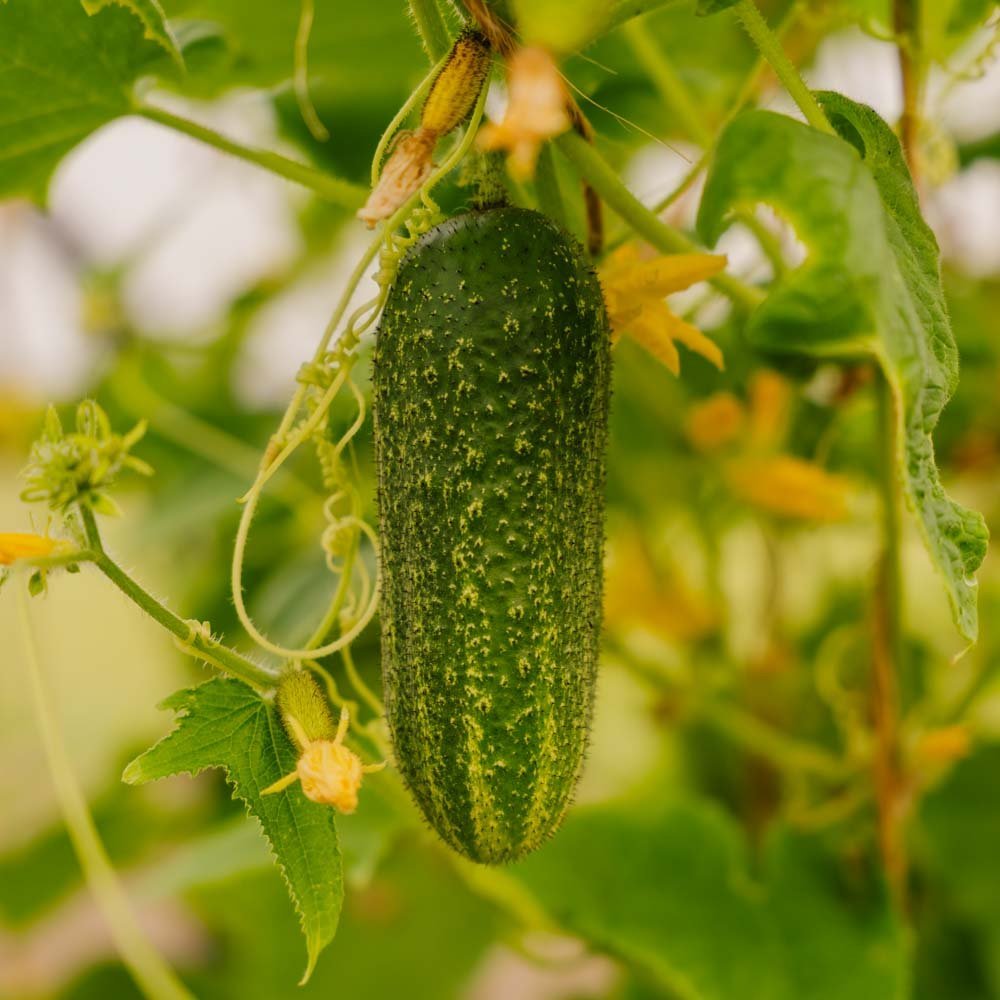 Gurkfrön 'Vorgebirgstrauben' - 10 Ekologiska Frö