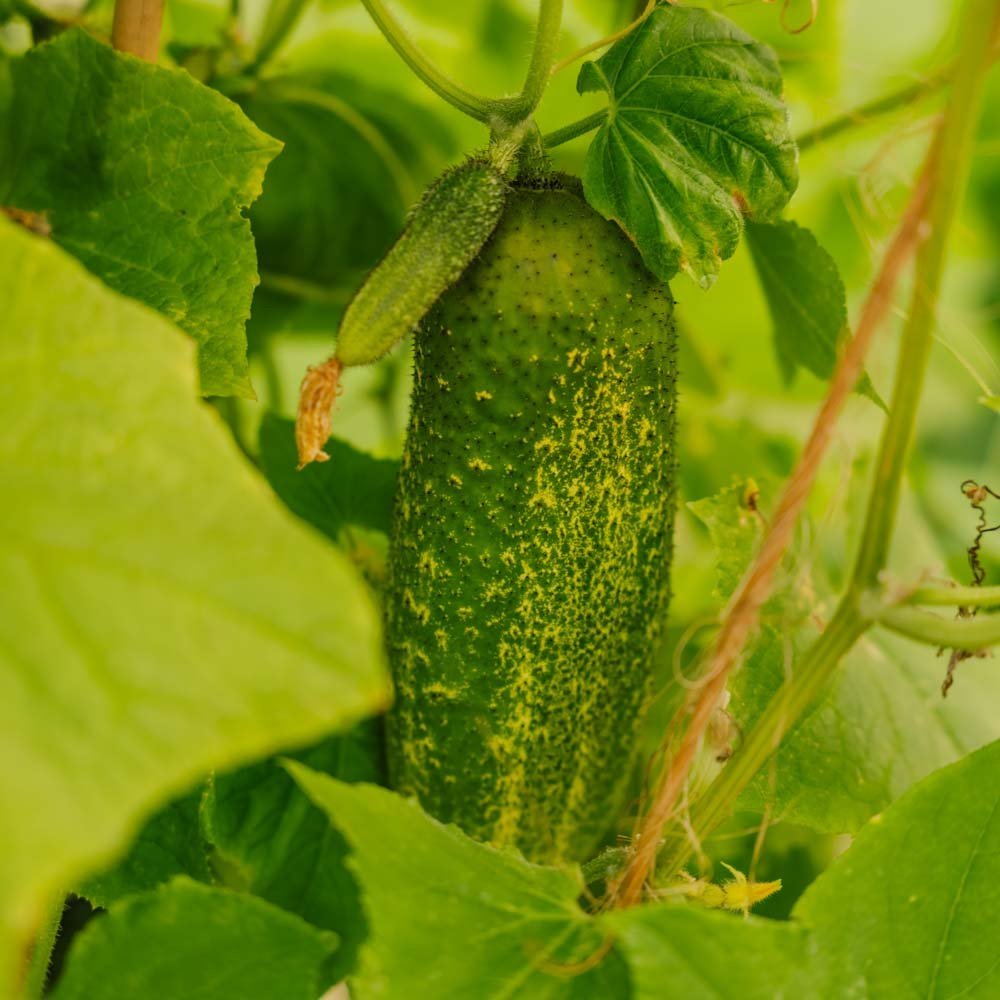 Gurkfrön 'Vorgebirgstrauben' - 10 Ekologiska Frö