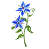Blomfröer