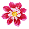 Dahlia