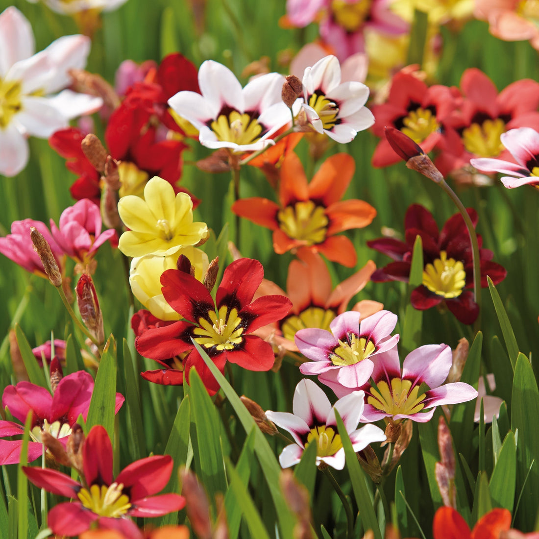 Harlekinblomma, Sparaxis 'Mixed'