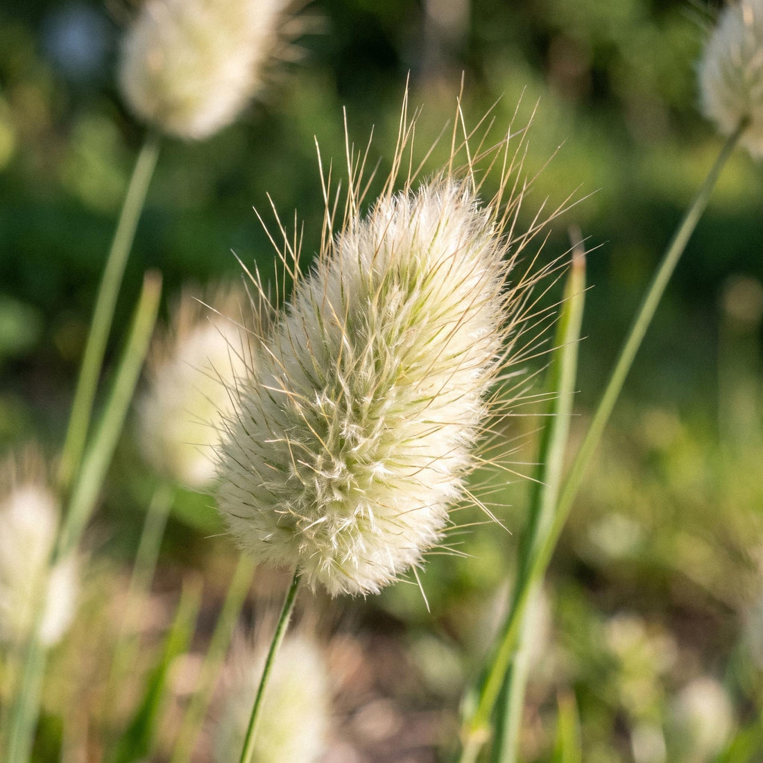 Harsvans frön 'Hare's-tail grass' - 150 Ekologiska frön