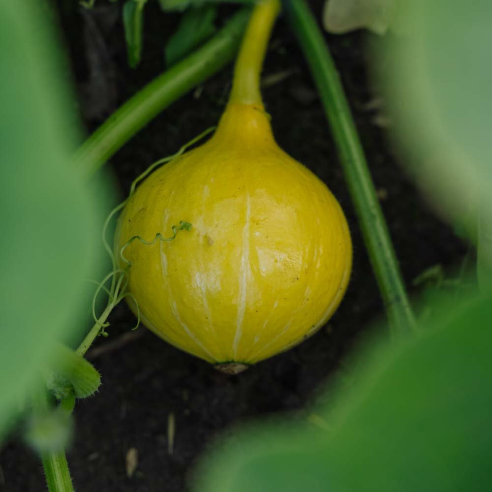 Hubbardpumpa frö 'Uchiki Kuri' - 5 Ekologiska Frö