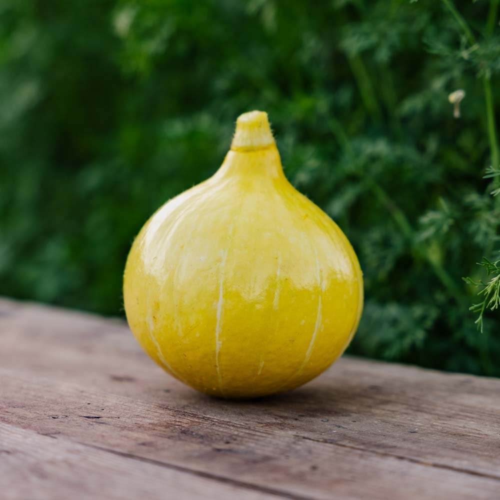 Hubbardpumpa frö 'Uchiki Kuri' - 5 Ekologiska Frö