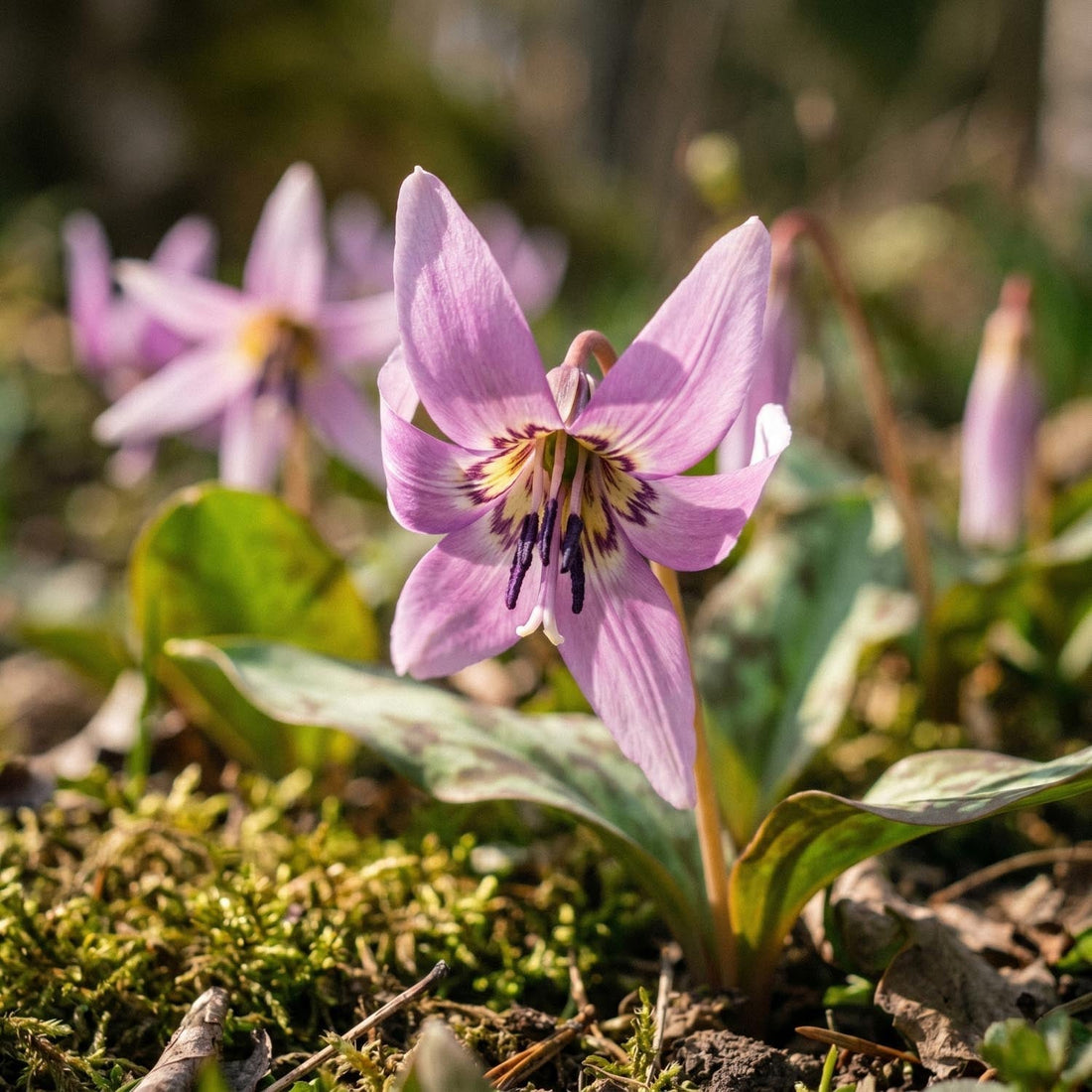 Hundtandslilja, Erythronium 'Lilac Wonder'