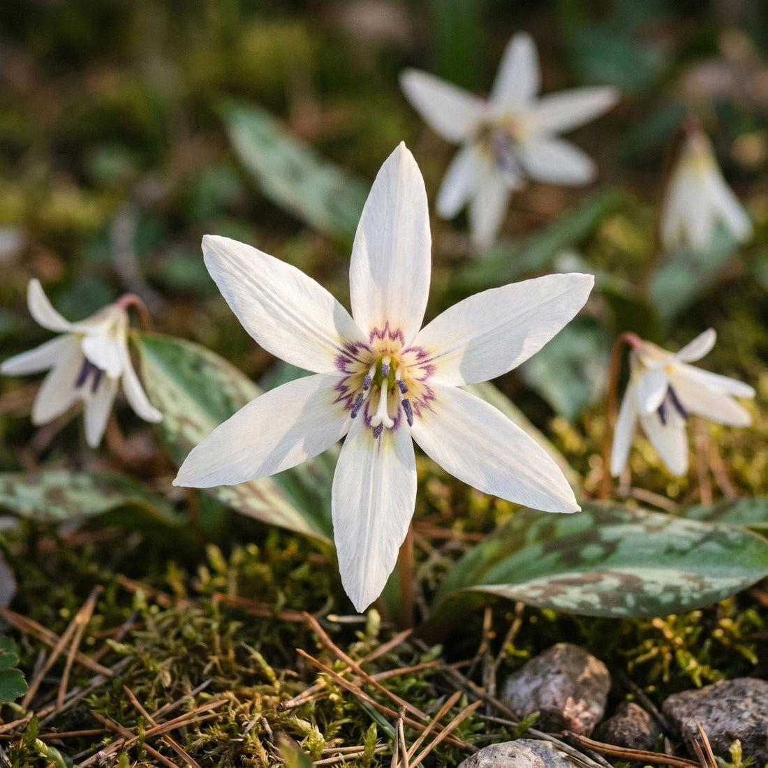 Hundtandslilja, Erythronium 'Snowflake'