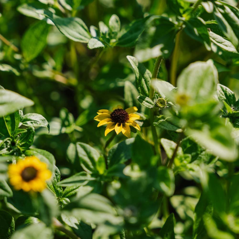 Husarknappar frö - 150 Ekologiska Frön