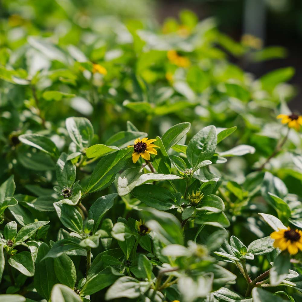 Husarknappar frö - 150 Ekologiska Frön