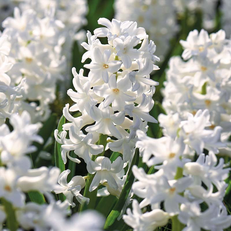Hyacint 'Carnegie'