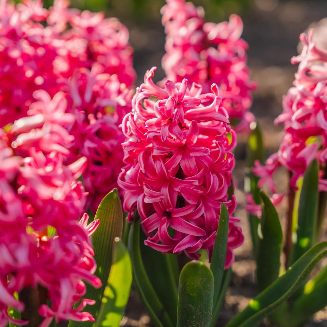 Hyacint 'Pink Pearl'