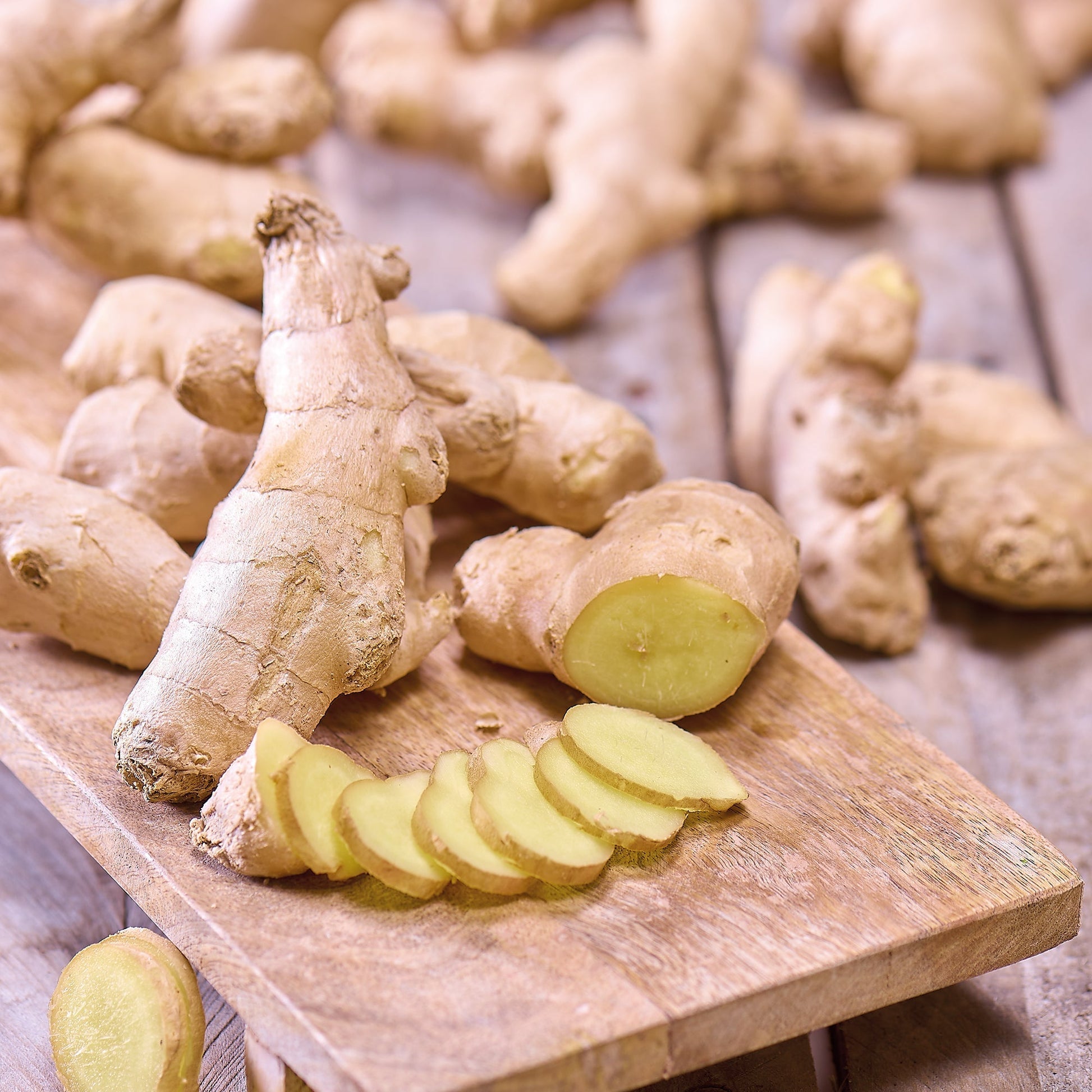 Ingefära, Ginger Officinale