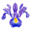 Sommarblommor