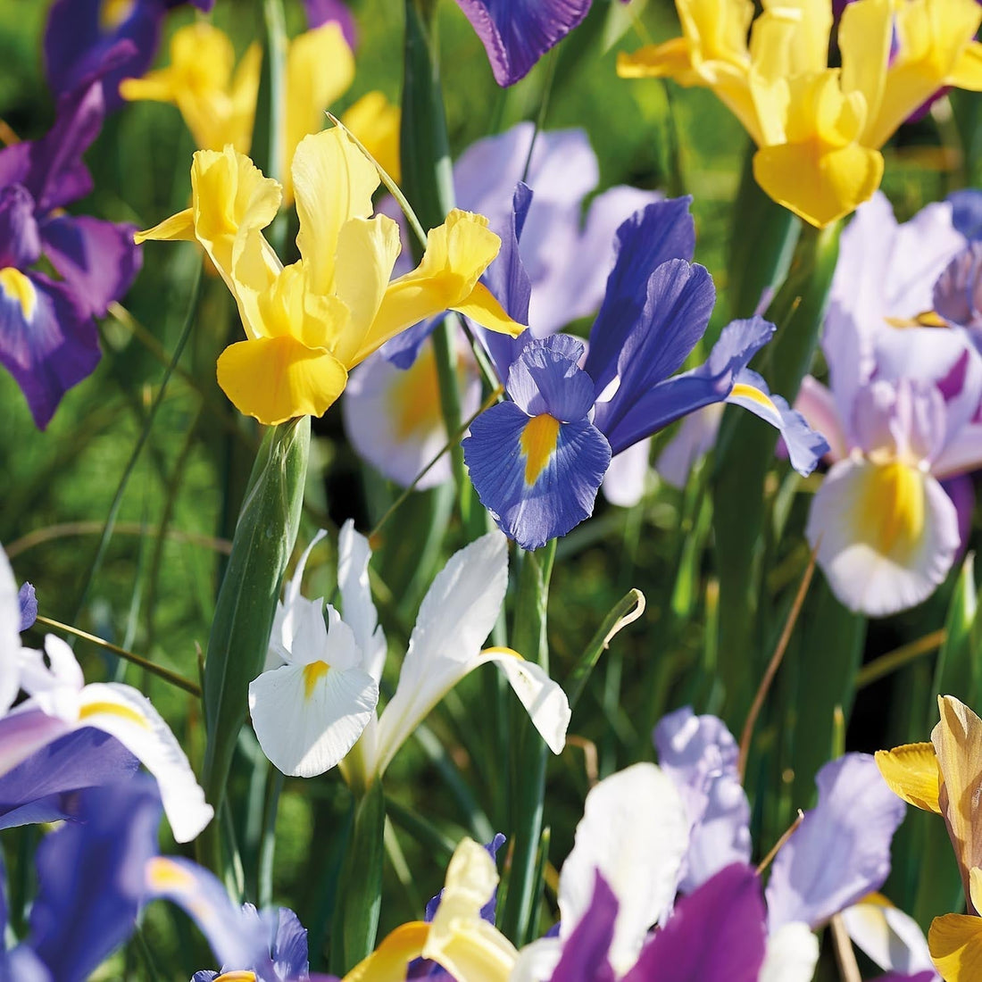 Irisblandning 'Hollandica Mixed'