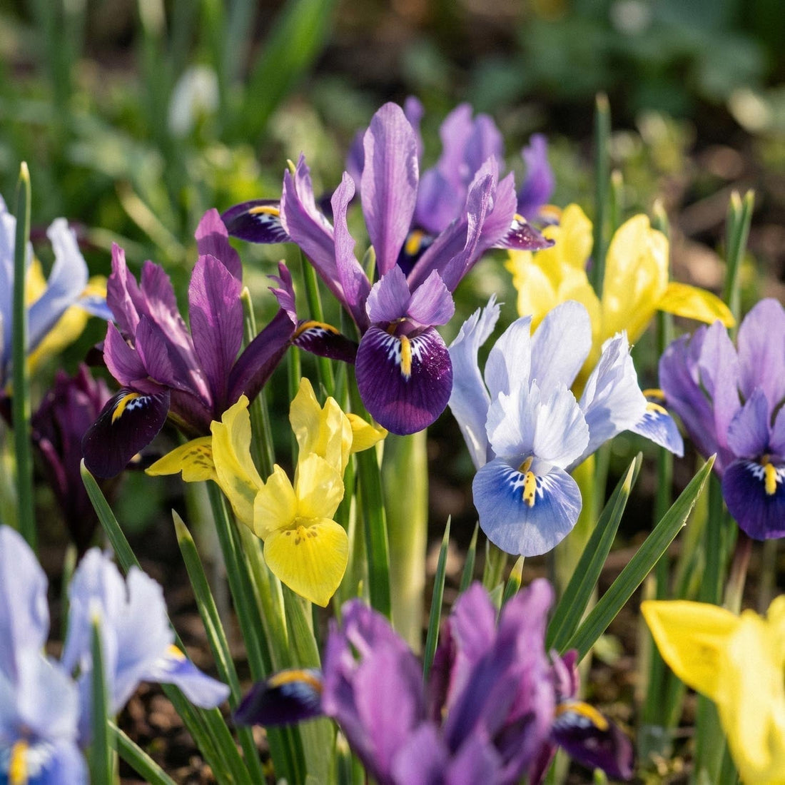 Irisblandning 'Reticulata Mixed'