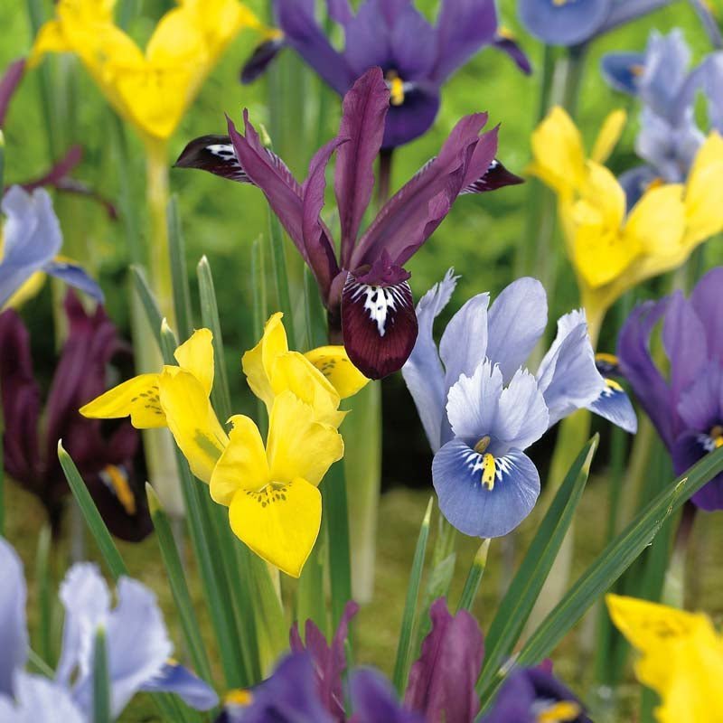 Irisblandning 'Reticulata Mixed'