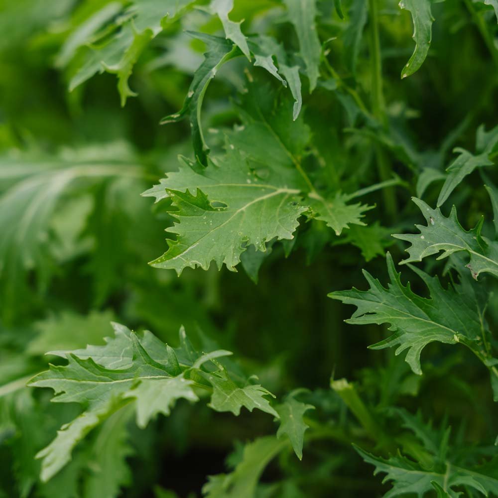 Japansk kål frö 'Mizuna' - 100 Ekologiska Frön