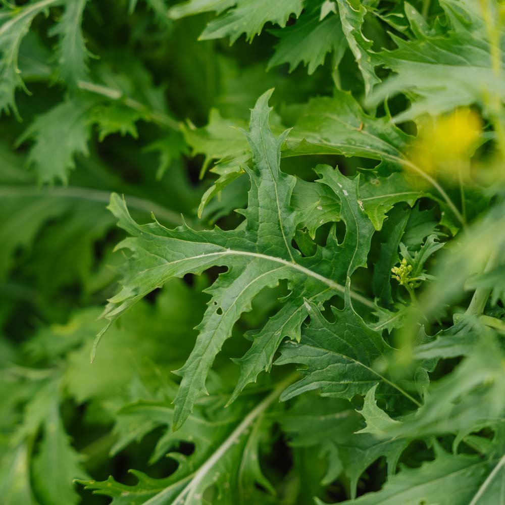 Japansk kål frö 'Mizuna' - 100 Ekologiska Frön