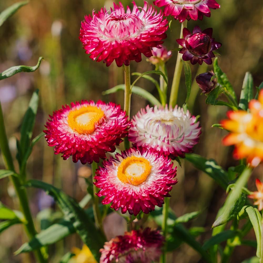 Jätteeternell frö 'Tall Straw Flower' - 200 Ekologiska Frön