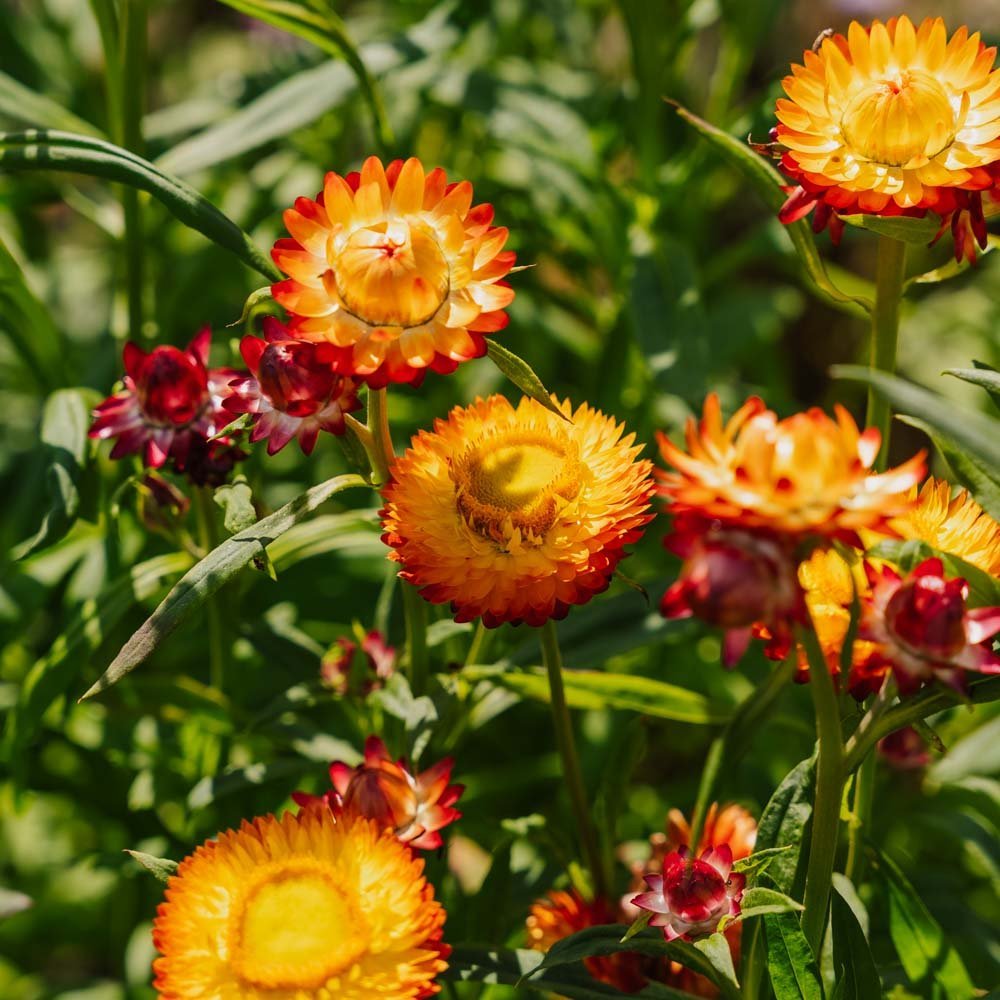 Jätteeternell frö 'Tall Straw Flower' - 200 Ekologiska Frön