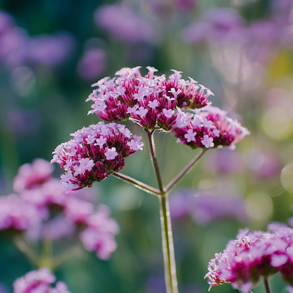 Jätteverbena frö - 50 Ekologiska Frön