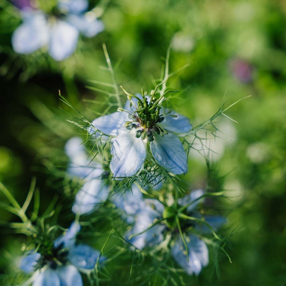 Jungfrun i det gröna frön - 100 Ekologiska Frön
