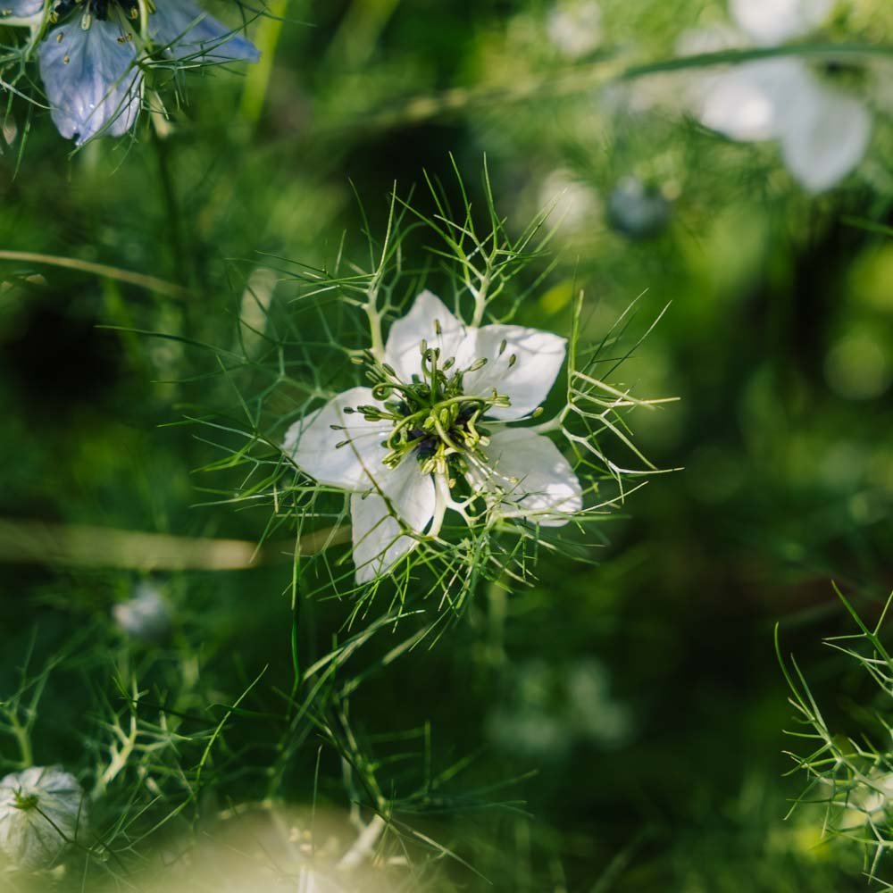 Jungfrun i det gröna frön - 100 Ekologiska Frön