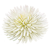 Dahlia