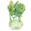 Kålrabbi