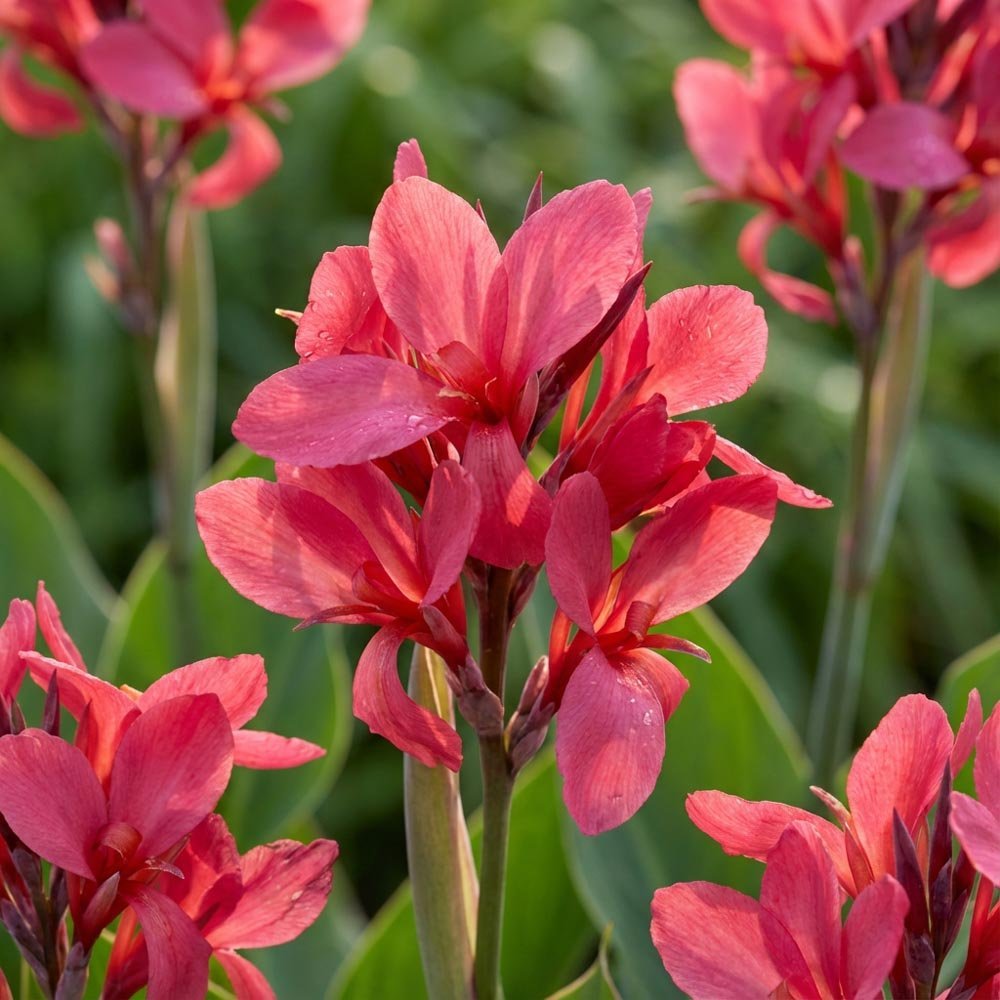 Kanna ‘Crimson Beauty’