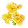 Sommarblommor