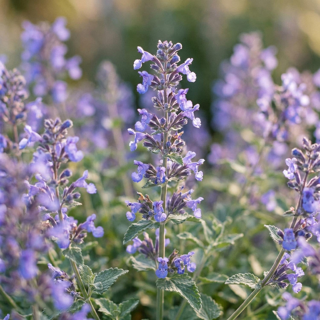 Kantnepeta, Nepeta 'Walker's Low'