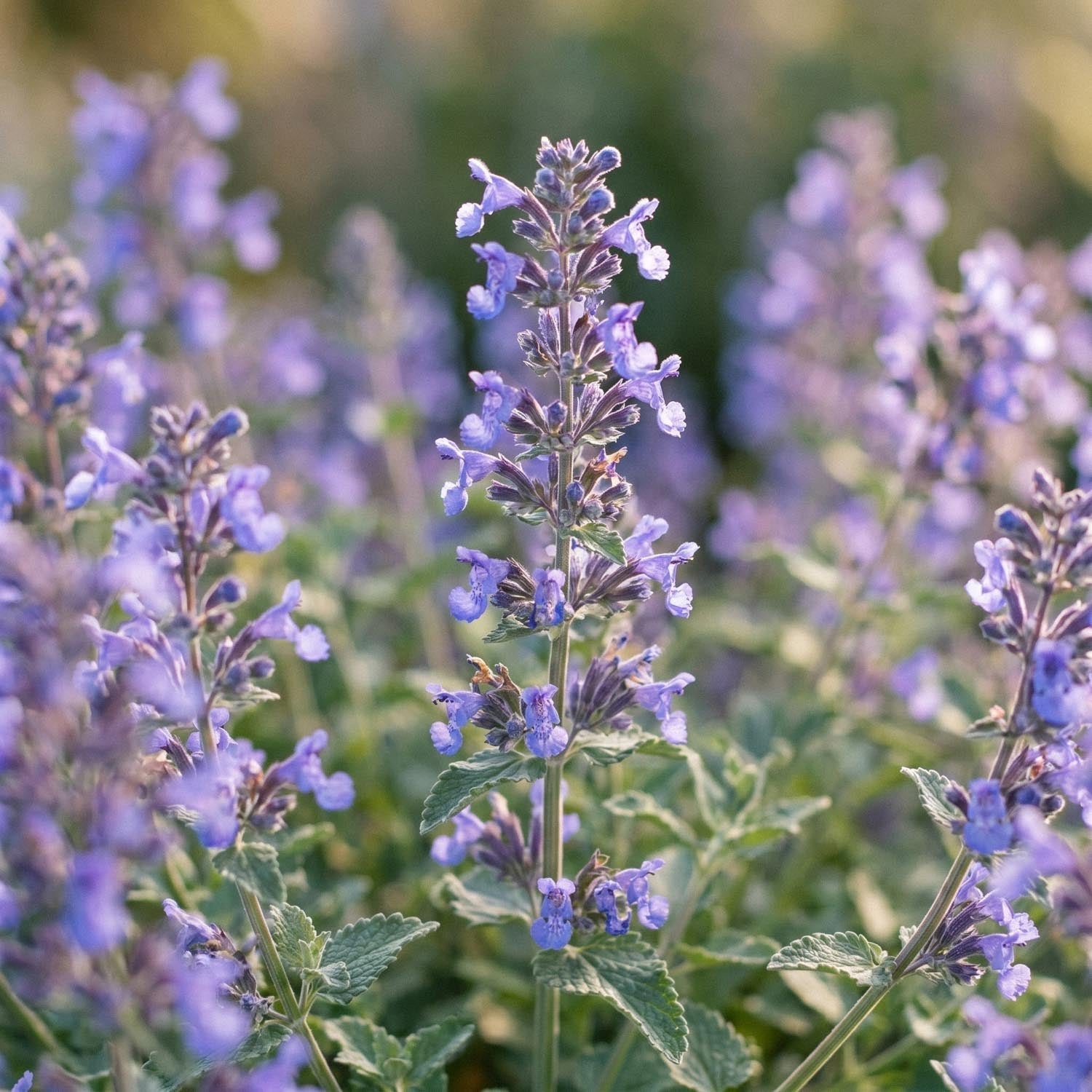 Kantnepeta, Nepeta 'Walker's Low'
