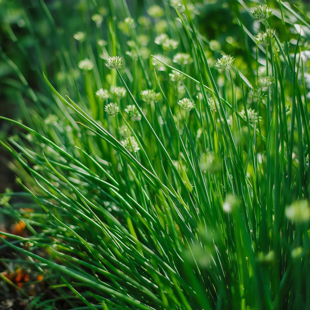 Kinesisk Gräslök frö - 100 Ekologiska Frö