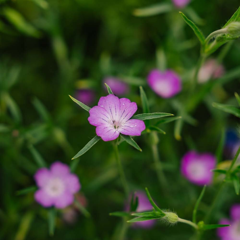 Klätt frö - 150 Ekologiska Frö