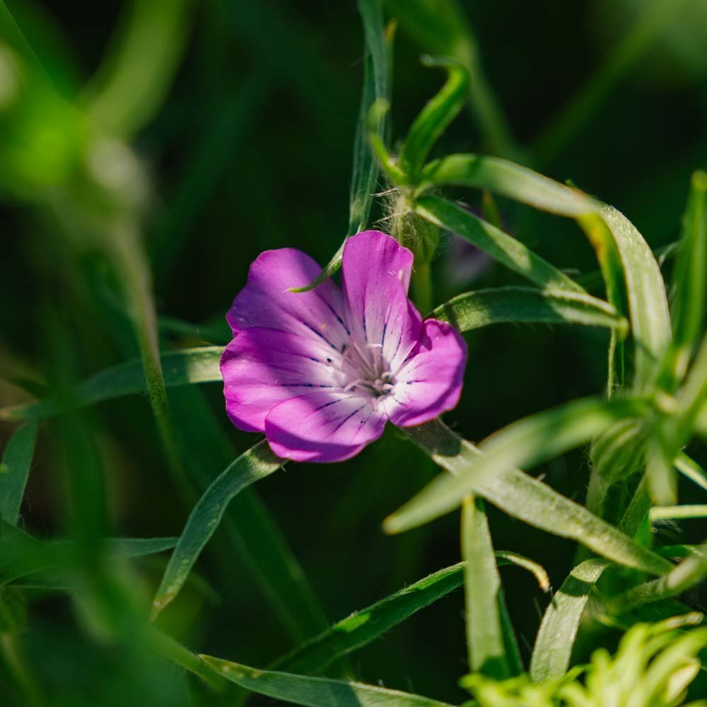 Klätt frö - 150 Ekologiska Frö