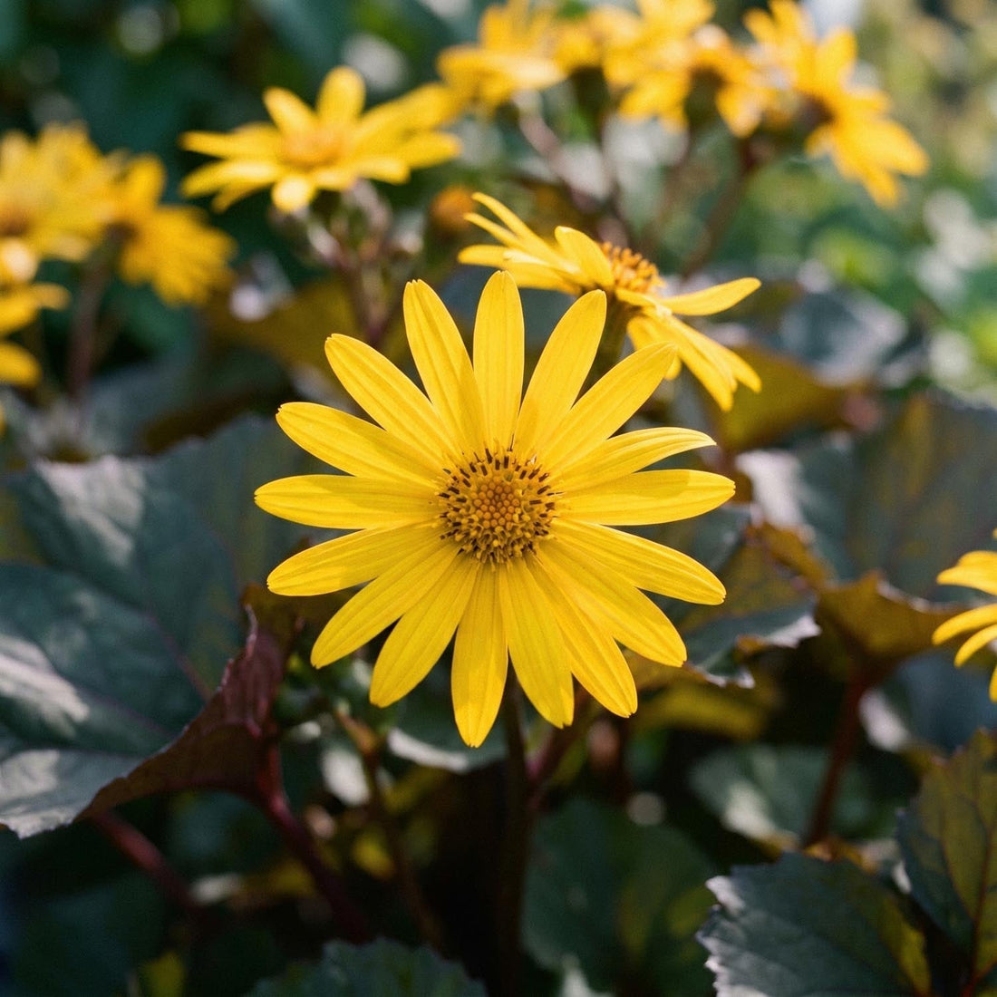 Klippstånds, Ligularia 'Britt - Marie Crawford'